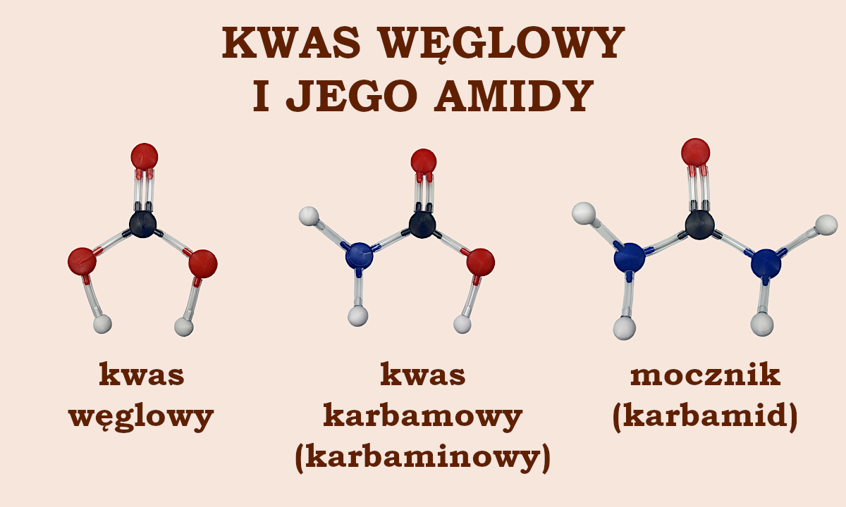 kwas węglowy, kwas karbaminowy, mocznik