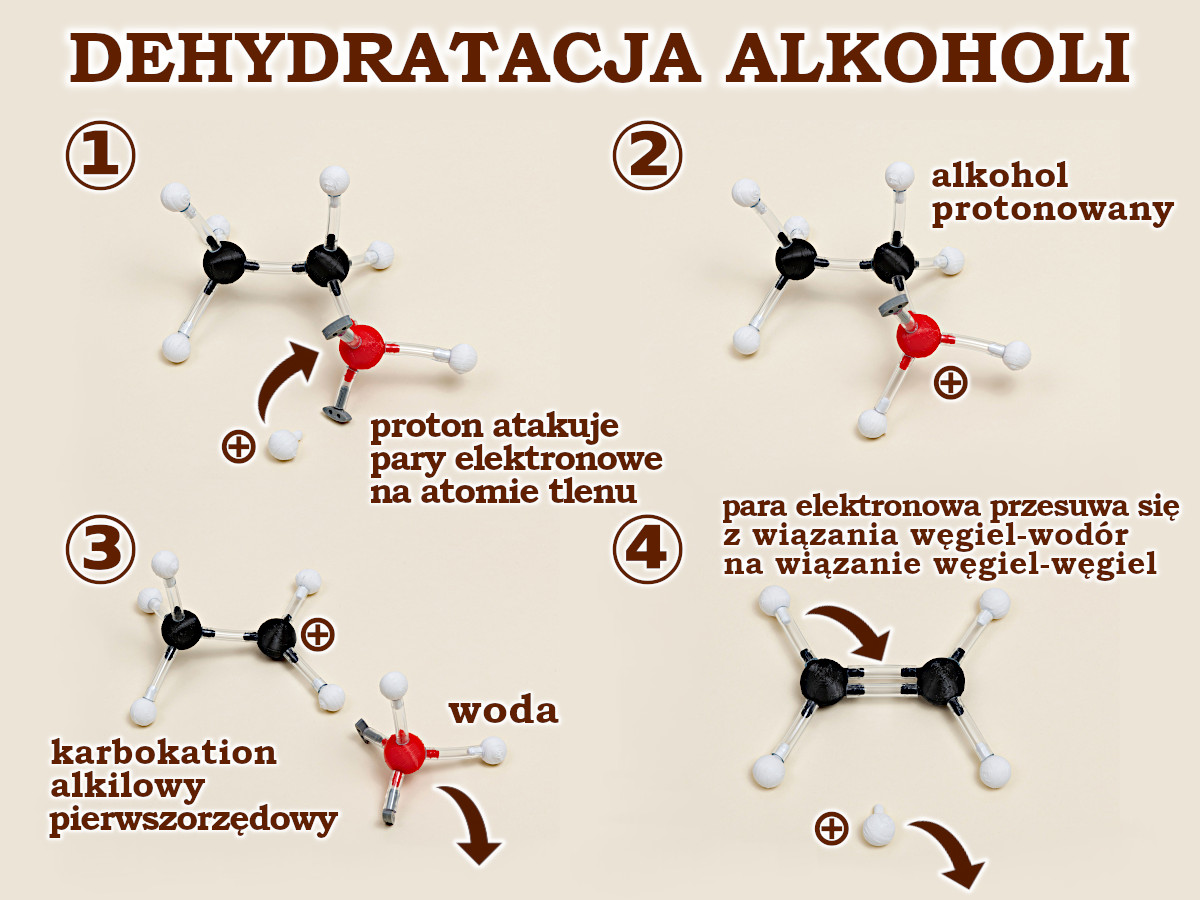 dehydratacja alkoholi – mechanizm reakcji